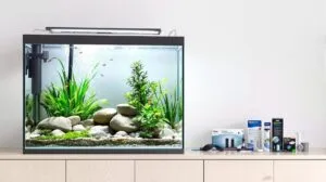 filtre aquarium