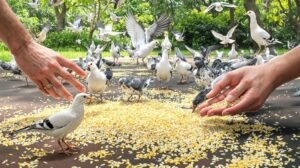 donner du riz aux oiseaux