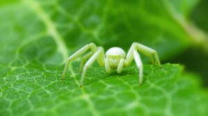 araignée blanche france