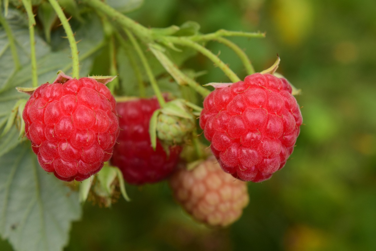 Bien tailler les framboisiers : mode d’emploi pour plus de fruits et une plante en pleine santé