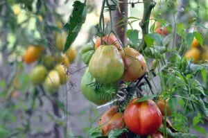Arroser pendant son absence : les solutions d’arrosage autonome pour un jardin toujours verdoyant