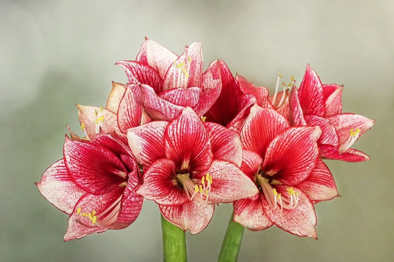 L'amaryllis une plante d'intrieur lgante pour gayer vos pices